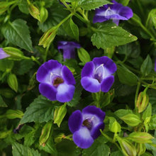 Load image into Gallery viewer, Torenia
