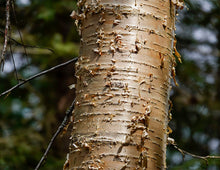 Load image into Gallery viewer, Yellow Birch

