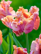 Load image into Gallery viewer, Tulip &#39;Amazing Parrot
