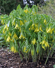 Load image into Gallery viewer, Large Flower Bellwort
