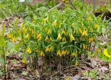 Load image into Gallery viewer, Large Flower Bellwort
