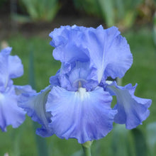 Load image into Gallery viewer, German Iris 'Victoria Falls'
