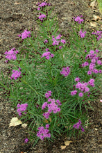 Load image into Gallery viewer, Vernonia &#39;Plum Peachy&#39;
