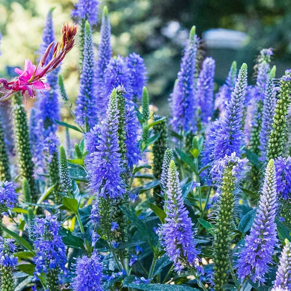 Veronica 'Skyward Blue'