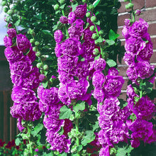 Load image into Gallery viewer, Alcea 'Chater's Double Violet'
