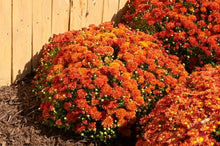Load image into Gallery viewer, Hardy Chrysanthemum &#39;Harvest Igloo&#39;
