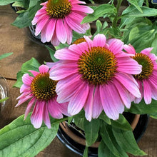 Load image into Gallery viewer, Echinacea &#39;French Tips&#39;
