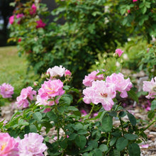 Load image into Gallery viewer, Rose 'The Fairy'
