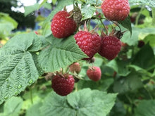 Load image into Gallery viewer, Rubus strigosus (American Red Raspberry)
