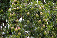 Load image into Gallery viewer, Pear Tree 'Warren'
