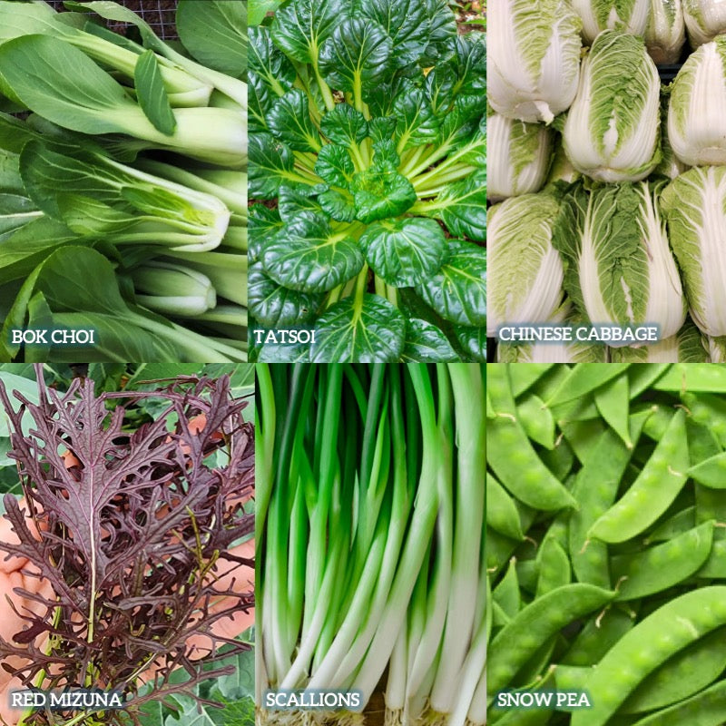 Organic Veggie Garden Kit- Wok Garden