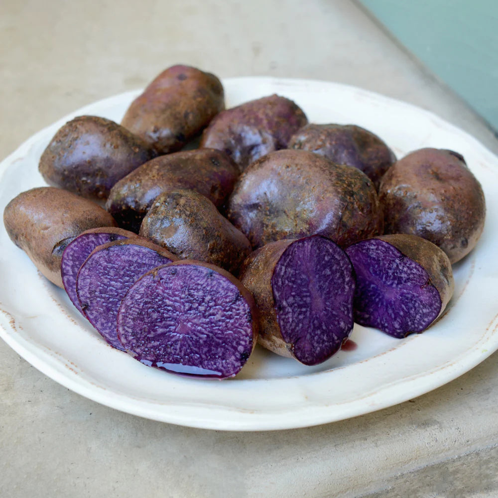 Potato 'Adirondack Blue'