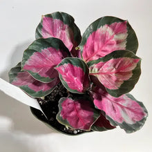 Load image into Gallery viewer, Calathea &#39;Rosy&#39;
