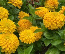 Load image into Gallery viewer, Zinnias
