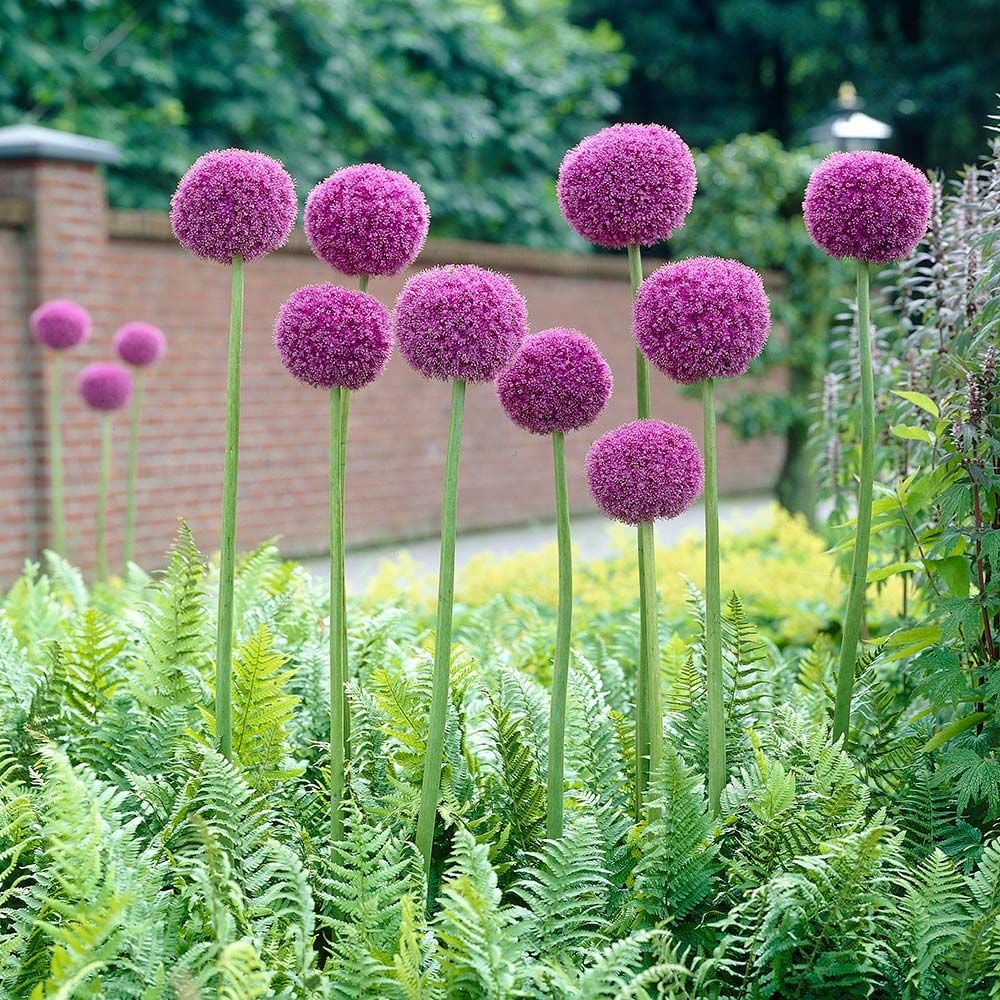 Allium ‘Giganteum’