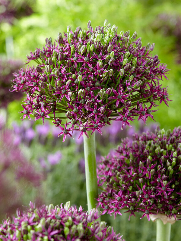 Allium ‘Magic’