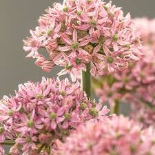 Allium ‘Pink Jewel’