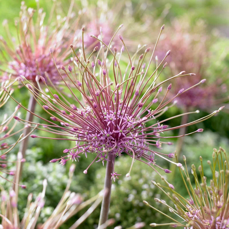 Allium ‘Schubertii’
