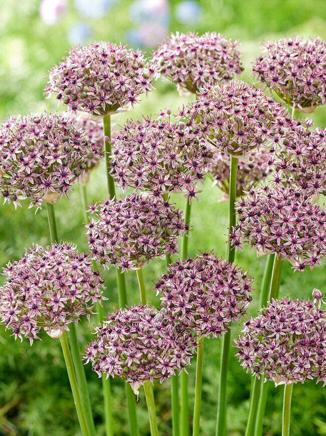 Allium ‘Starlight’