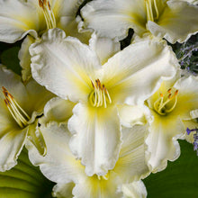 Load image into Gallery viewer, Daylily 'Sunday Gloves'
