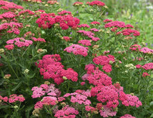 Load image into Gallery viewer, Achillea &#39;New Vintage Rose&#39;
