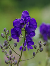 Load image into Gallery viewer, Aconitum &#39;Sparks Variety&#39;
