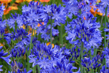 Load image into Gallery viewer, Agapanthus &#39;Northern Star&#39;
