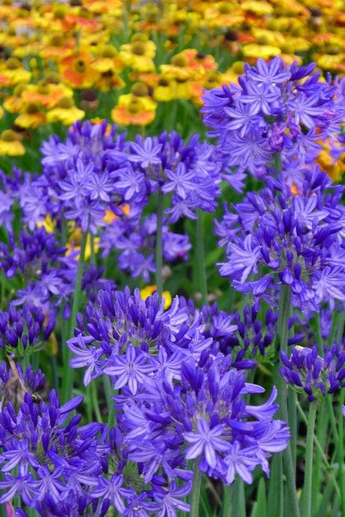 Agapanthus 'Northern Star'