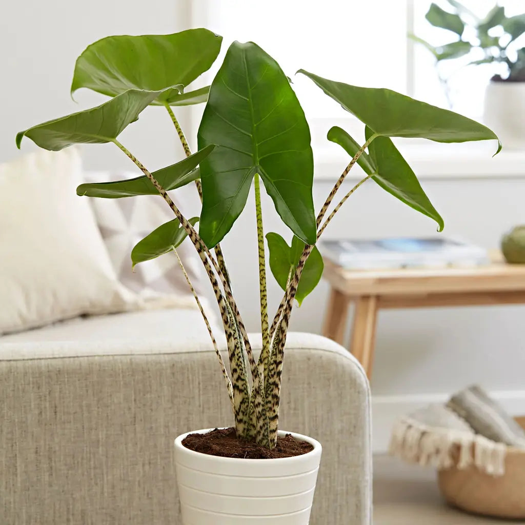 Alocasia 'Zebrina'