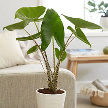 Load image into Gallery viewer, Alocasia &#39;Zebrina&#39;
