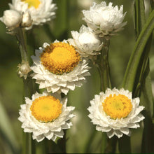 Load image into Gallery viewer, Ultimate Cut Flower Garden Pack

