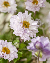 Load image into Gallery viewer, Anemone &#39;Frilly Knickers&#39;
