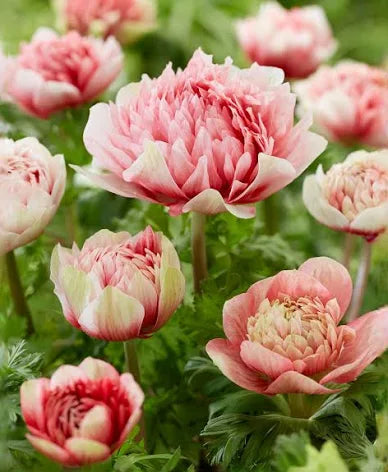Anemone ‘Peony Red/White’