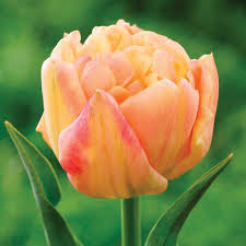Tulip ‘Apricot Symbiose’ (Double Early Tulip)