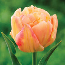 Load image into Gallery viewer, Tulip ‘Apricot Symbiose’ (Double Early Tulip)
