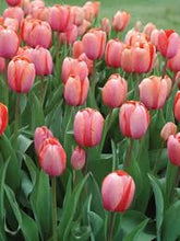 Load image into Gallery viewer, Tulip ‘Apricot Symbiose’ (Double Early Tulip)
