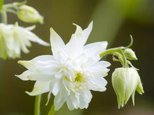 Load image into Gallery viewer, Aquilegia &quot;Greenapples&#39;
