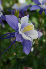 Load image into Gallery viewer, Aquilegia Earlybird™ &#39;Blue White&#39;
