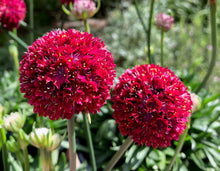 Load image into Gallery viewer, Armeria Dreameria® 'Hypnotic Dreams'
