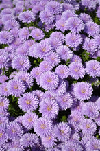 Load image into Gallery viewer, Annual Aster - 6&quot;
