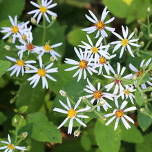 Load image into Gallery viewer, Aster macrophyllus
