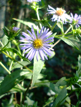 Load image into Gallery viewer, Aster puniceus

