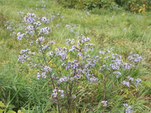 Load image into Gallery viewer, Aster puniceus

