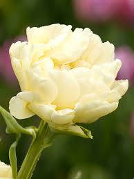 Tulip ‘Avant Garde’ (Double Early Tulip)