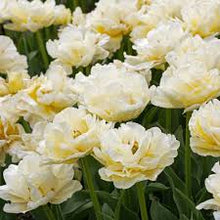 Load image into Gallery viewer, Tulip ‘Avant Garde’ (Double Early Tulip)
