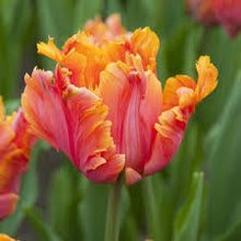 Load image into Gallery viewer, Tulip &#39;Avignon Parrot&#39;
