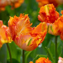 Load image into Gallery viewer, Tulip &#39;Avignon Parrot&#39;
