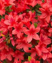 Load image into Gallery viewer, Azalea 'Stewartstonian'
