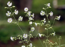 Load image into Gallery viewer, Silene stellata (Starry Campion)
