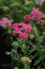 Load image into Gallery viewer, Achillea &#39;New Vintage Rose&#39;
